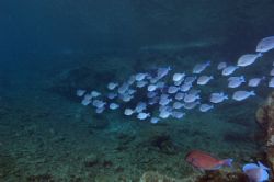 School of glowing blue fish off of Norman Island, BVIs. N... by Dale Hymes 